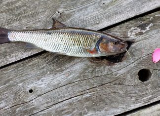 انهاء صيد الاسماك غير المشروع