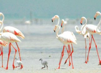 بيئة أبوظبي تفتتح محمية الوثبة للأراضي الرطبة أمام الزوار