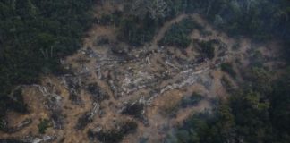 أكثر من نصف أشجار الأمازون مهددة بالاندثار