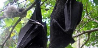 لماذا تنام الخفافيش في وضع مقلوب؟