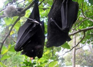 لماذا تنام الخفافيش في وضع مقلوب؟