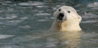 تقرير حالة المناخ: 2015 الأشد حرارة في البر والبحر