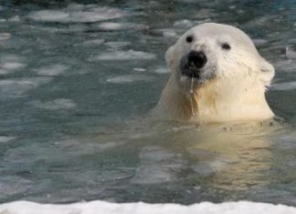تناقص أعداد الدب القطبي بسبب ذوبان جليد القطبين
