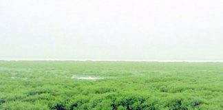 انخفاض نصيب الفرد من إنتاج ثاني أوكسيد الكربون في 2030