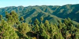 ولي العهد السعودي يعلن عن “الشرق الأوسط الأخضر”