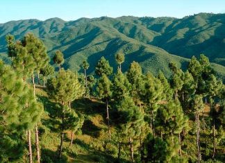 ولي العهد السعودي يعلن عن “الشرق الأوسط الأخضر”