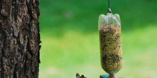 العدد الثاني عشر من نشرة “النافذة الخضراء”