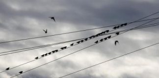 فقدان أماكن المعيشة يمثل خطرا متزايدا على هجرة الطيور في العالم