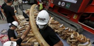 الجابون تضبط أكبر كمية من العاج في تاريخها