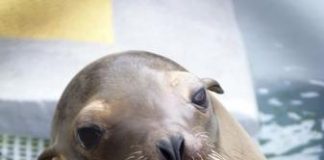 دراسة توثق أثر سموم الطحالب على مخ أسد البحر