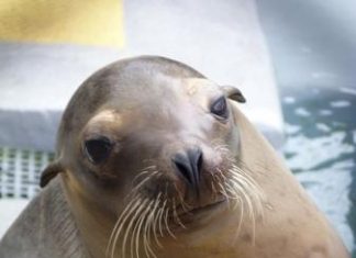 دراسة توثق أثر سموم الطحالب على مخ أسد البحر