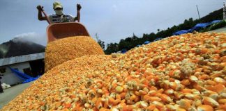 الفاو: اتفاقية المناخ تُقر كسابقة تاريخية بأولوية الأمن الغذائي