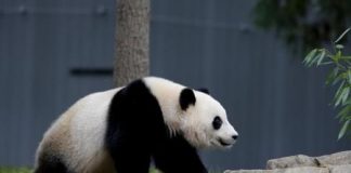 دراسة تكشف سر كثرة انجاب الباندا في حياة الأسر