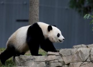 دراسة تكشف سر كثرة انجاب الباندا في حياة الأسر