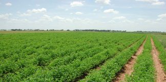 بيئة مصر تبحث تفعيل مشروع الحزام الأخضر