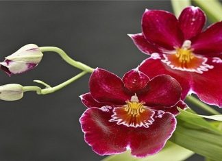 اكتشاف نباتات جديدة لاستخدامات طبية