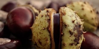 الحياة السرية الجنسية لنباتات المحاصيل