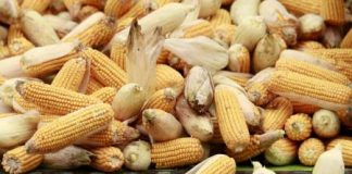 جرينبيس: صينيون يزرعون الذرة المعدلة وراثيا