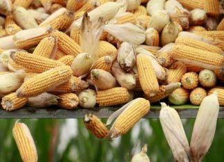 جرينبيس: صينيون يزرعون الذرة المعدلة وراثيا