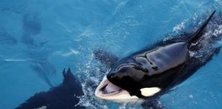 الحوت القاتل معرض للانقراض بأوروبا