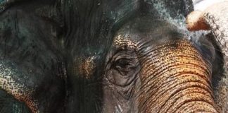 رصد أكبر قطيع من الفيلة الآسيوية في غابات كمبوديا