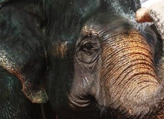 رصد أكبر قطيع من الفيلة الآسيوية في غابات كمبوديا