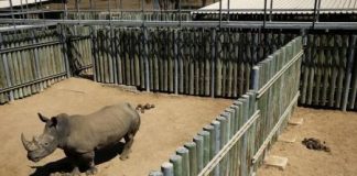 تراجع أنشطة الصيد الجائر لوحيد القرن بجنوب افريقيا