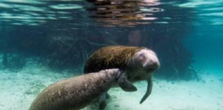 مطالبة بحذف أبقار البحر من قائمة الأنواع المهددة بالانقراض