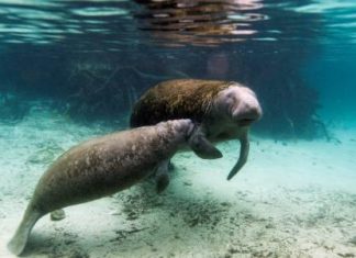 مطالبة بحذف أبقار البحر من قائمة الأنواع المهددة بالانقراض