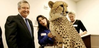 نفوق انثى نادرة من الفهد الصياد بحديقة حيوان في أوهايو