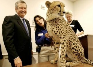 نفوق انثى نادرة من الفهد الصياد بحديقة حيوان في أوهايو