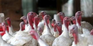 العراق يمنع استيراد الطيور من 24 دولة