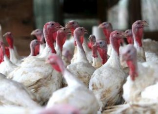 العراق يمنع استيراد الطيور من 24 دولة