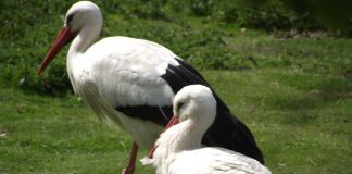 بيئة موريتانيا تحذر من الصيد الجائر لطيور اللقالق