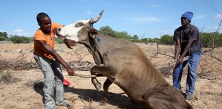 زيمبابوي تعلن كارثة في المناطق المتضررة من الجفاف