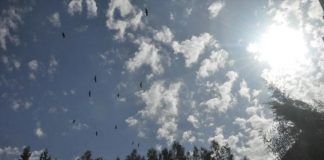 الطيور المهاجرة تأخذ نصيبها من صراعات الشرق الأوسط