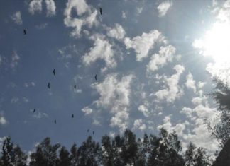 الطيور المهاجرة تأخذ نصيبها من صراعات الشرق الأوسط