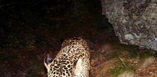 بث مقطع فيديو حديث للفهد البري الوحيد في الولايات المتحدة