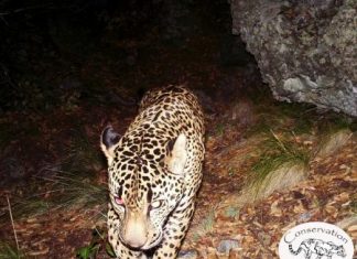 بث مقطع فيديو حديث للفهد البري الوحيد في الولايات المتحدة