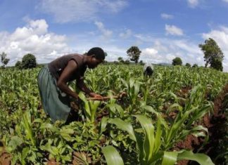 الجفاف قد يؤثر على 49 مليون شخص في دول جنوب افريقيا