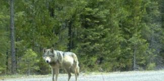 تراجع أعداد الذئب الرمادي المكسيكي المهدد بالانقراض في أمريكا