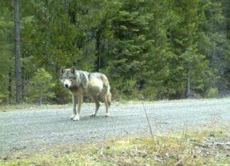 تراجع أعداد الذئب الرمادي المكسيكي المهدد بالانقراض في أمريكا