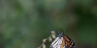 تراجع هجرة الفراشات الملكية للمكسيك
