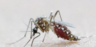 البرازيل تؤكد إصابات بفيروس زيكا بسبب عمليات لنقل الدم