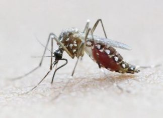 منظمة الصحة العالمية تنهي حالة الطوارئ المتعلقة بفيروس زيكا