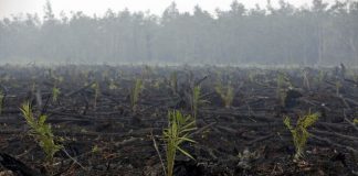جودة الهواء في أدنى مستوياتها جراء حرائق الغابات بماليزيا