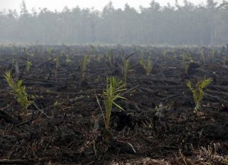 جودة الهواء في أدنى مستوياتها جراء حرائق الغابات بماليزيا