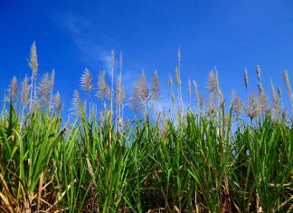 الذكاء الاصطناعي وعلم الوراثة يمكن أن يساعدا المزارعين على زراعة الذرة باستخدام كميات أقل من الأسمدة