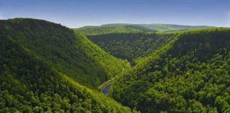 الغابات الصنوبرية في أوروبا تفاقم ظاهرة الاحتباس الحراري