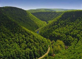 الغابات الصنوبرية في أوروبا تفاقم ظاهرة الاحتباس الحراري